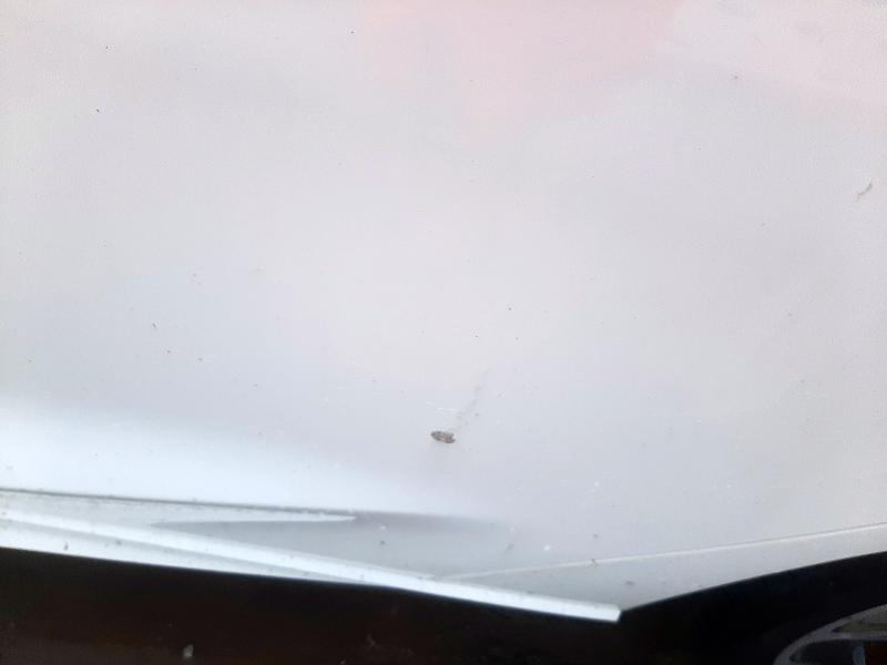 2021 FORD FOCUS ST-LINE X AUTO 