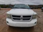 Lot #2404163179 2011 DODGE DAKOTA SLT