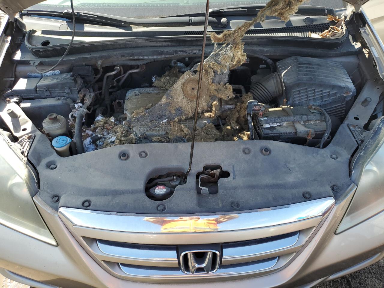 5FNRL38485B413039 2005 Honda Odyssey Ex