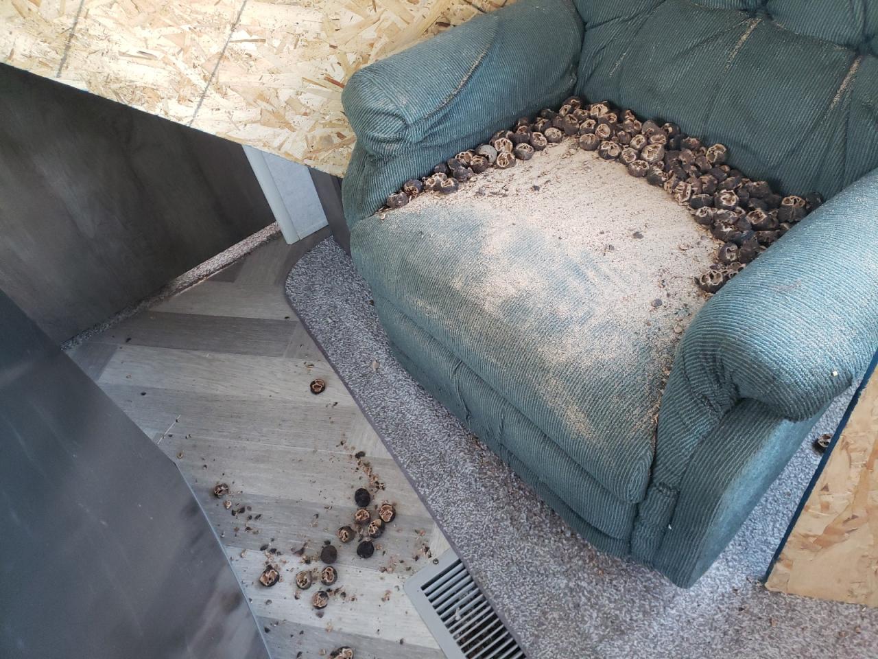 Lot #3285720690 2020 SALEEN TRAV TRAIL