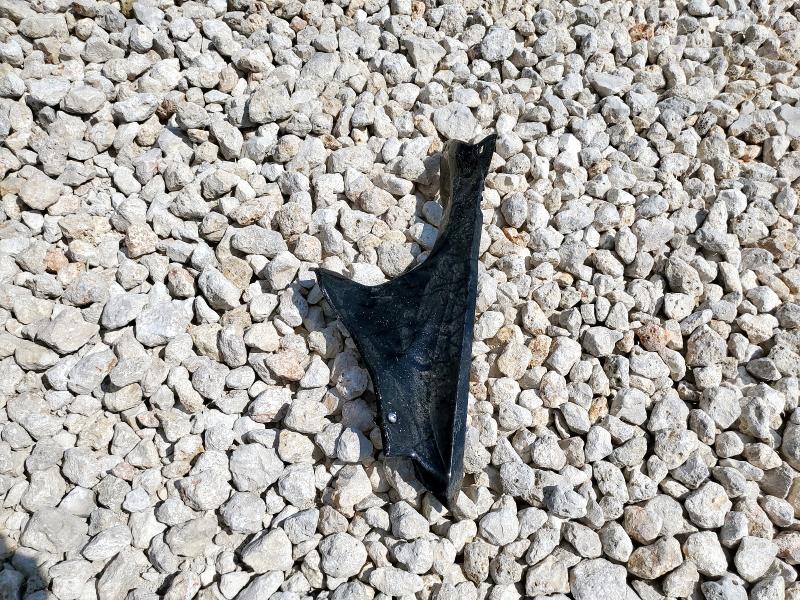 2025 YAMAHA YZFR7 #3290502481