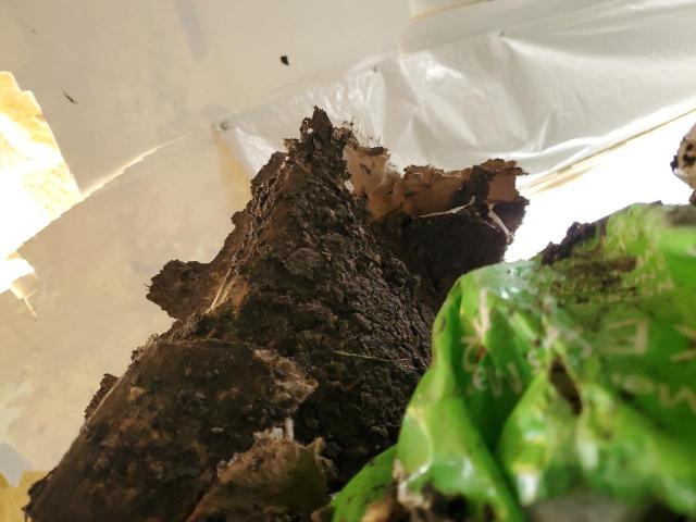 2019 UTILITY VS2RA #3294406509