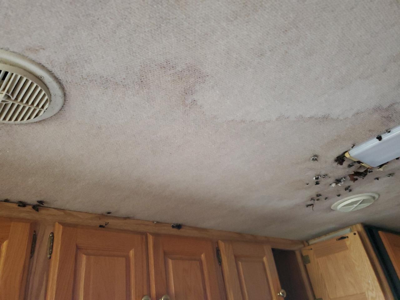 Lot #3290381791 2001 ROADMASTER RAIL 40/MH