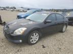 Lot #3294392529 2004 NISSAN MAXIMA SE