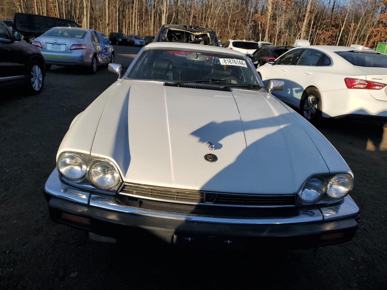 Lot #2993840668 1982 JAGUAR XJS