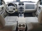 Lot #3024651594 2011 FORD ESCAPE XLT