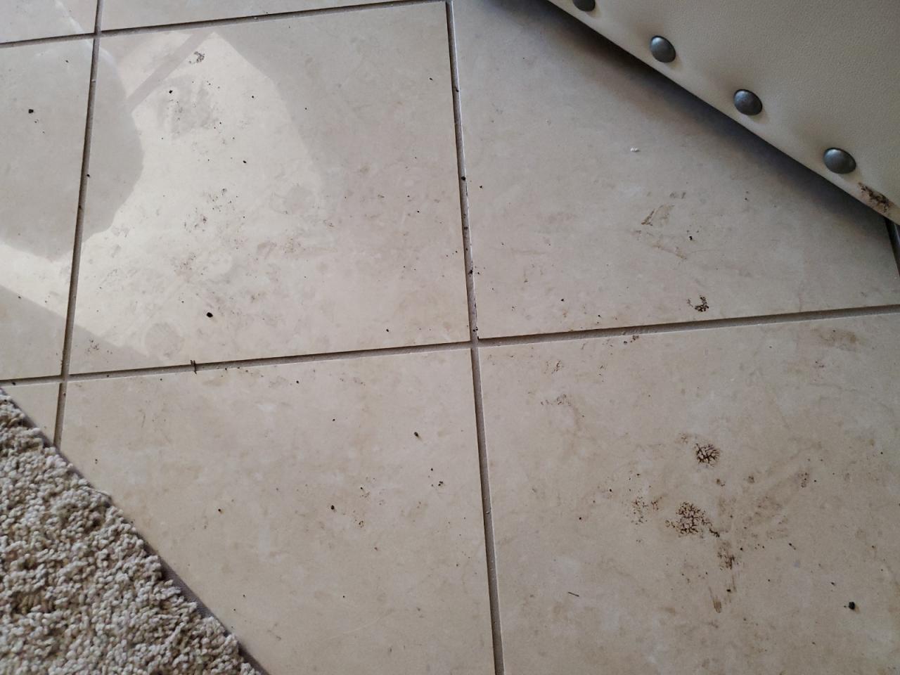 Lot #3287697046 2013 WINNEBAGO WINNEBAGO