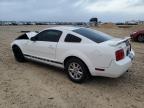 Lot #3032090025 2005 FORD MUSTANG