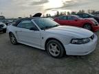 Lot #3312426622 2004 FORD MUSTANG